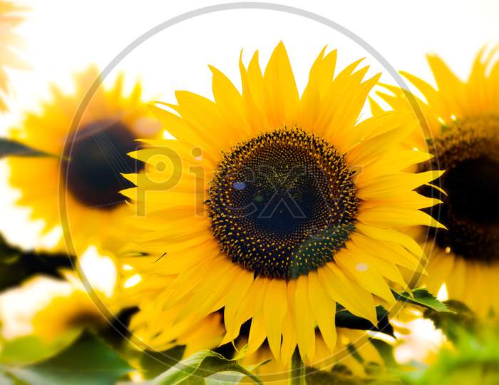 A beautiful blossoming sunflower with sunlight