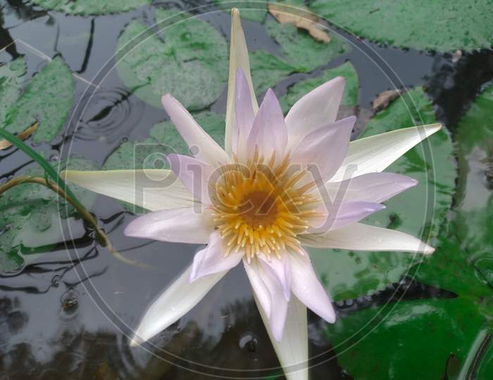 Beautiful nymphaea lotus flower image in india, Selective focus.