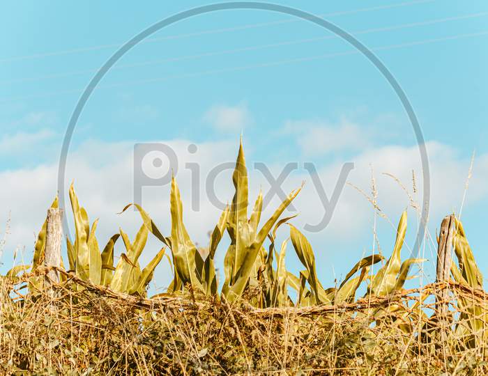 Cornfield Under The Bright And Blue Sky
