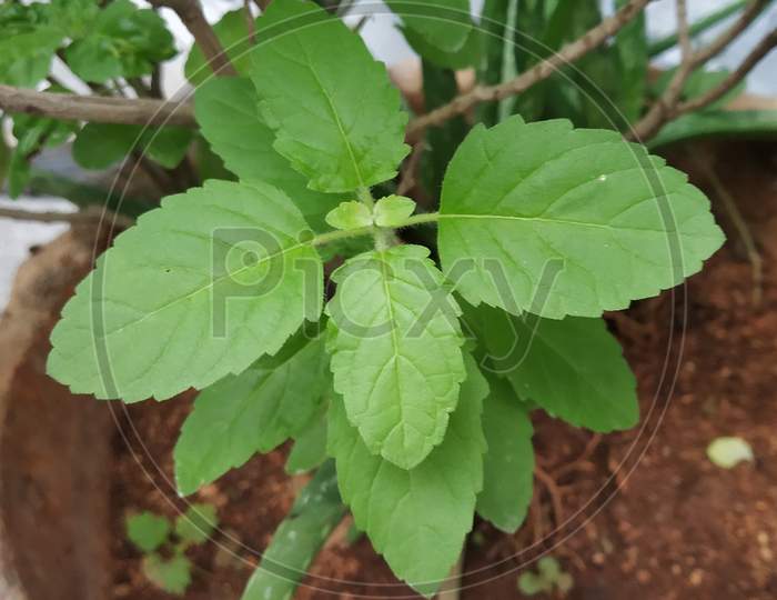 Thulasi plant