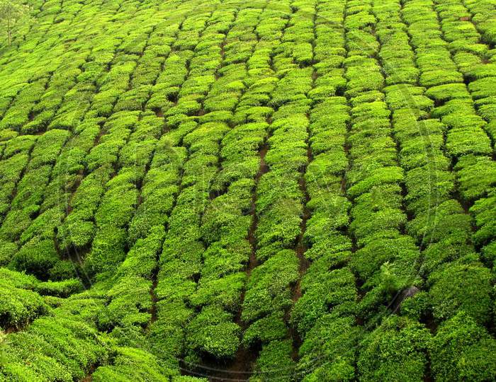 tea plantaion from munnar kerala