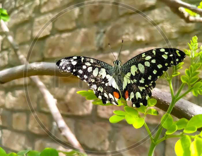 Papilio demoleus is a common and widespread swallowtail butterfly. Also known as the lime butterfly, lemon butterfly, lime swallowtail, and chequered swallowtail.Lime Butterfly.With Selective Focus.