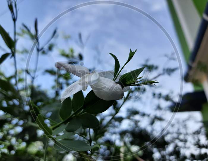Beautiful white flower in home