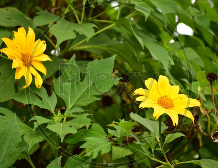 Sunflower Flower .Beautiful Yellow Colored Sunflower With Green Leaves All Around It