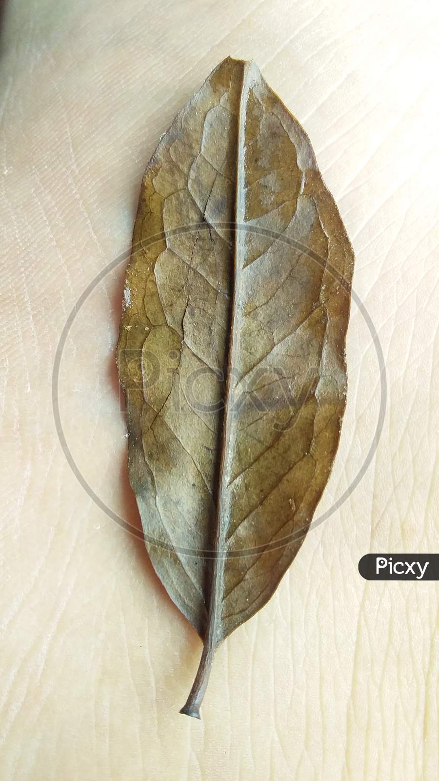 A brown colour leaf