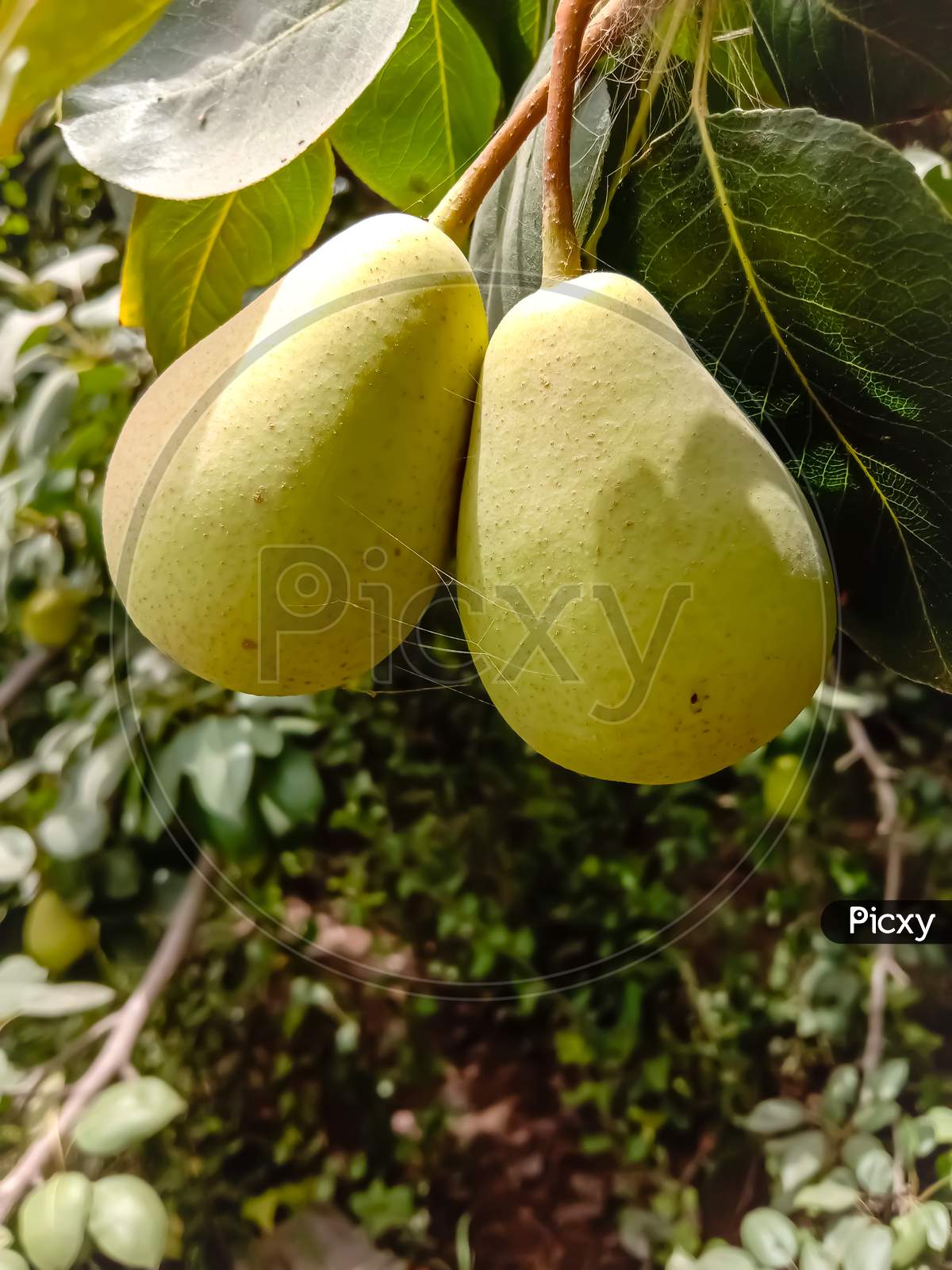 image-of-close-up-of-pear-hanging-on-tree-fresh-juicy-pears-on-pear