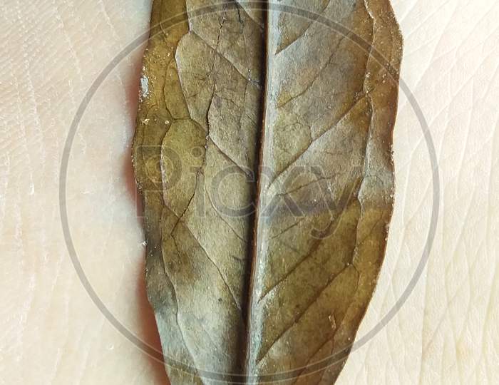 A brown colour leaf