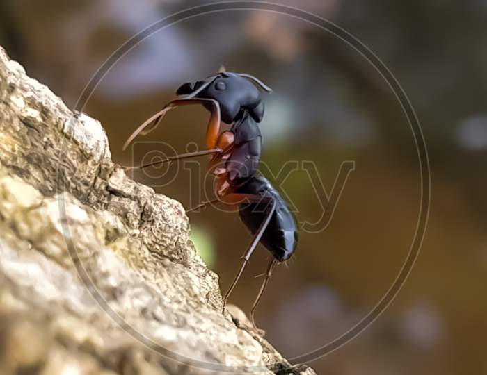 Black Ant background picture image