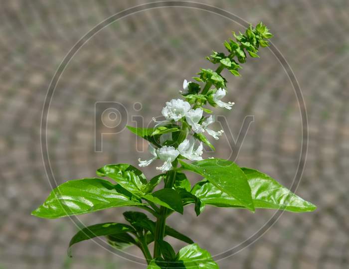 Basil leaves with the flowers