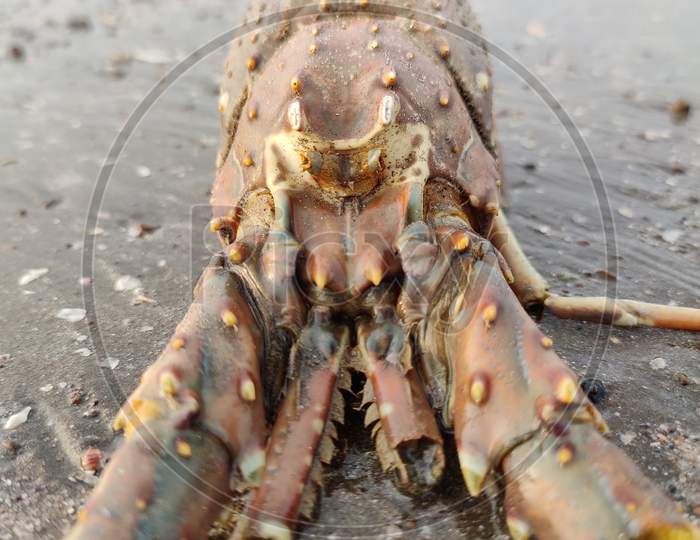 spiny lobster die in Indian Ocean beach, Fansa-Gujarat