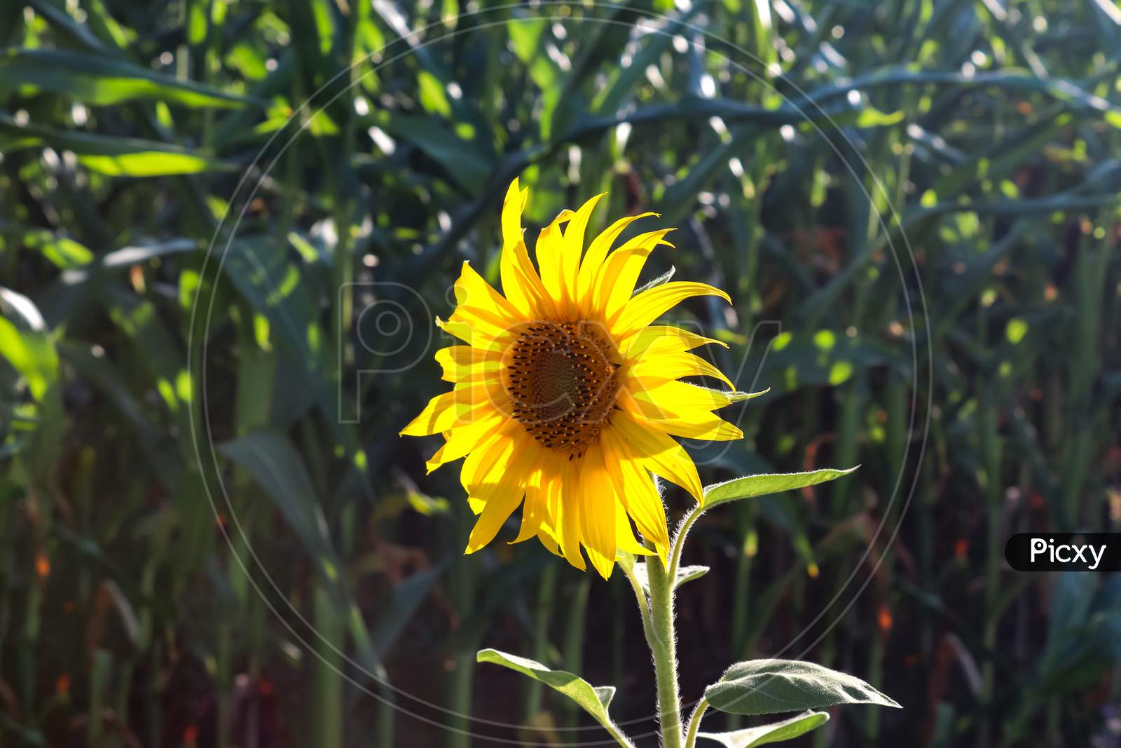 Sunflowers In Front Of A Crop Field By The Roadside Against The Sun