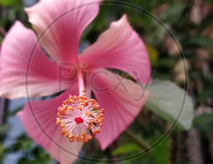 Mahanad , westbengal , india , 5 january 2020 : pink hibiscus flower with green leaf on it's background