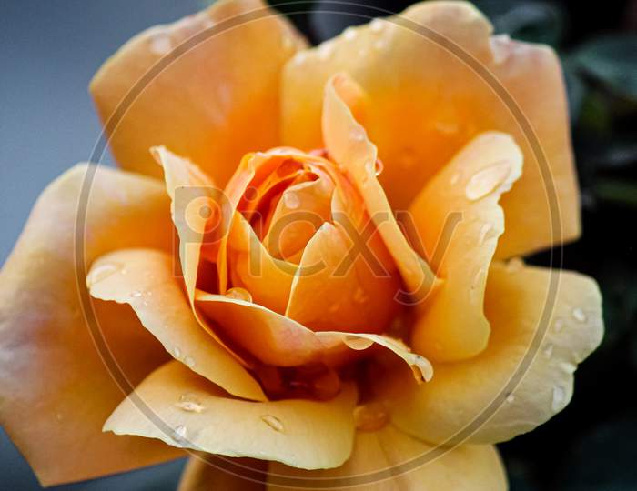 yellow rose with water drops