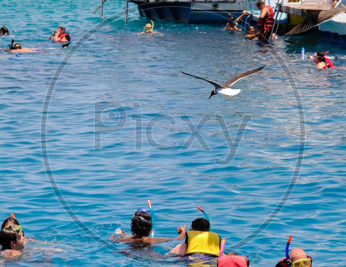 Group Of Tourists Snorkeling And Scuba Diving Near Giftun Island In Red Sea, Hurghada, Egypt