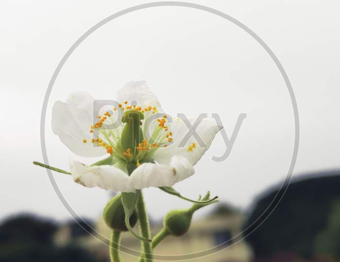 A single Beautiful Muntingia calabura Flower with Sky background