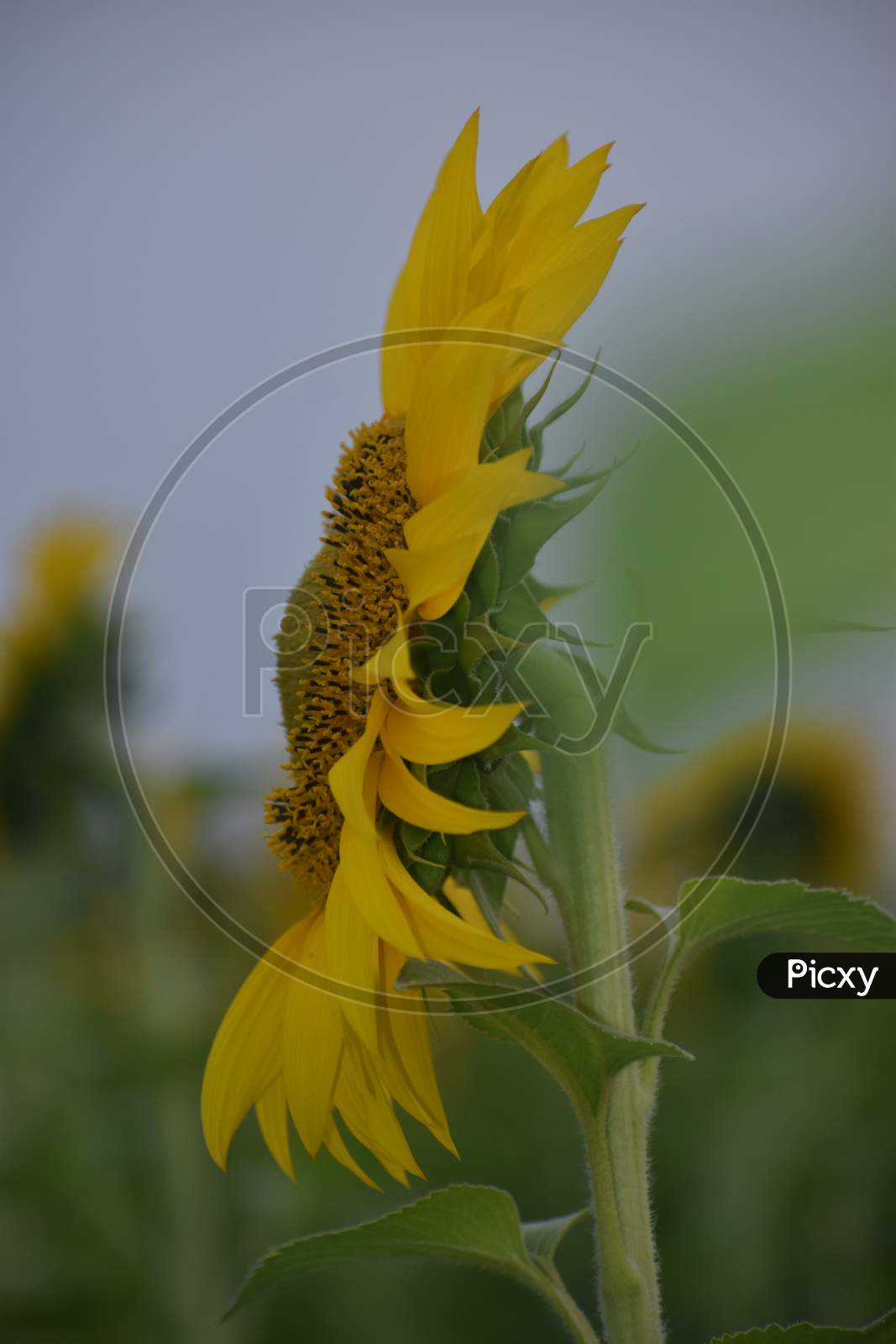 Side view of sunflower in evening
