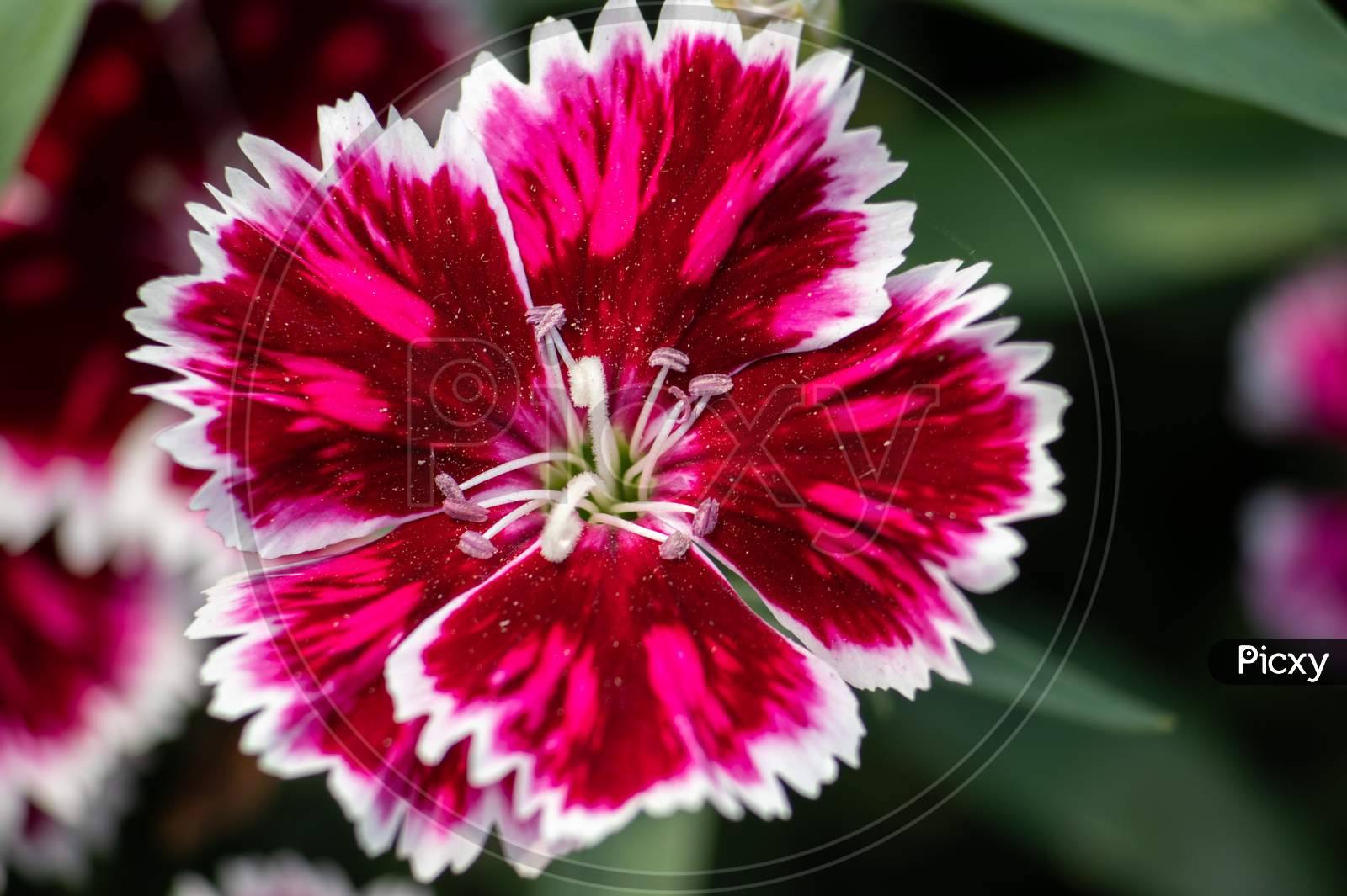 Macro Of Beautiful Dianthus Flower, Perfect For Wallpaper