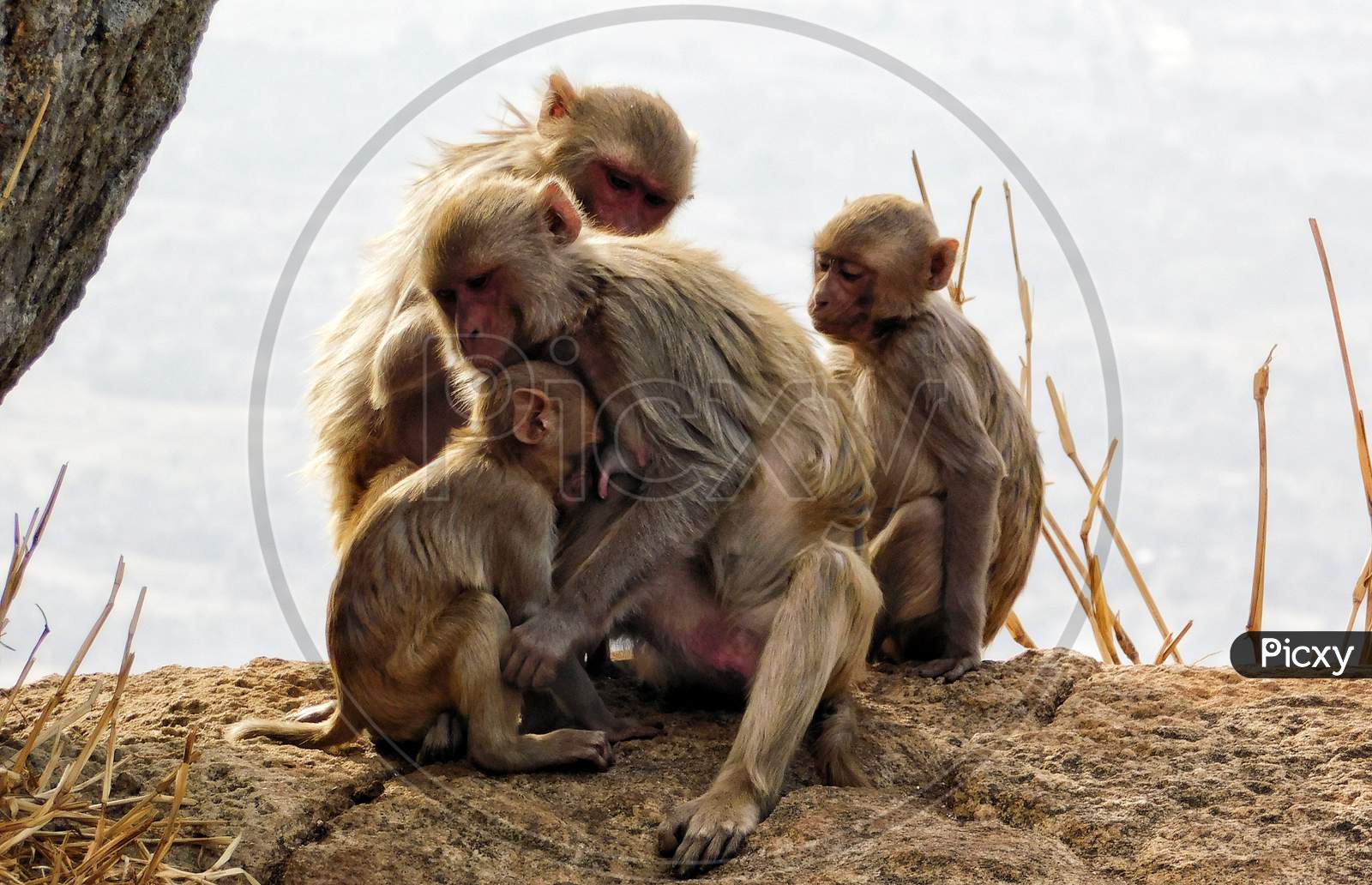 A family of Rhesus macaque .