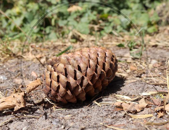 One Long Pine Cone Laying On The Ground With Brown Needles In A Forest