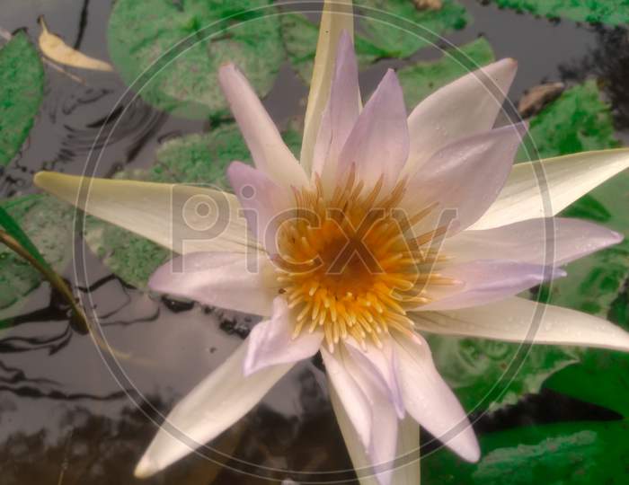 Nymphaea lotus, Egyptian white water-lily blooming at pond during summer.