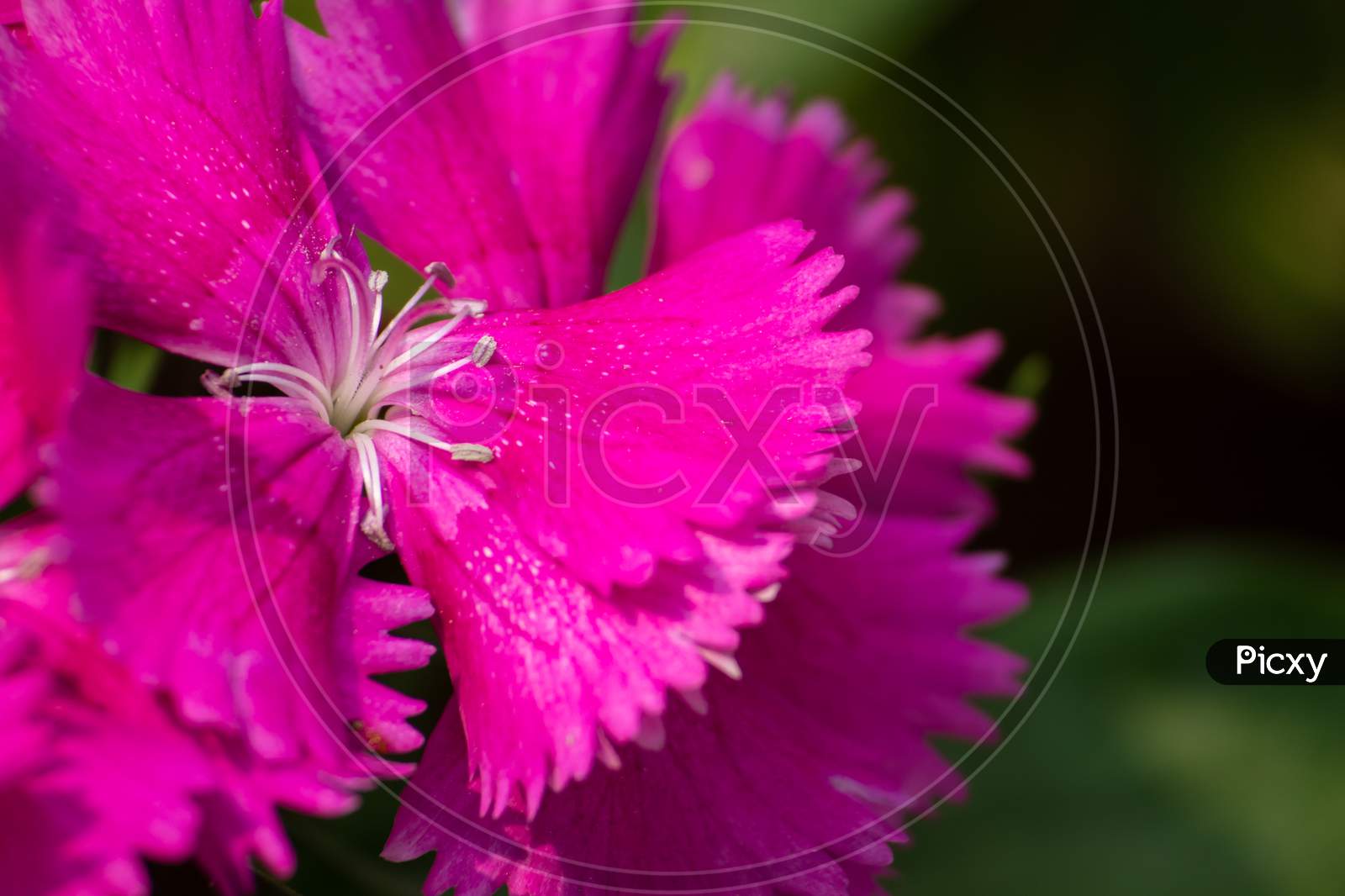 Closeup Of Dianthus Flower, Perfect For Wallpaper