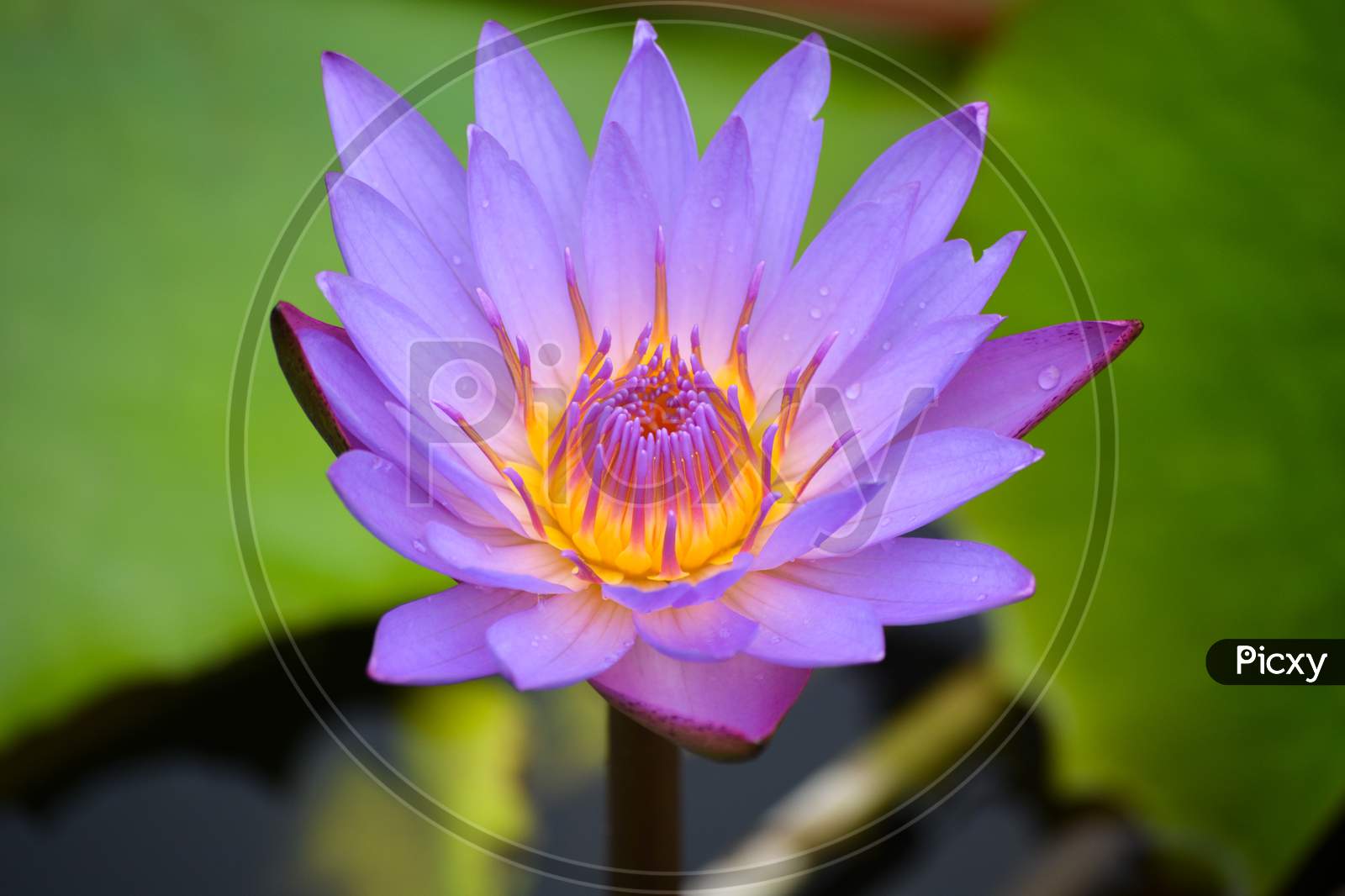Beautiful waterlily or lotus flower in pond