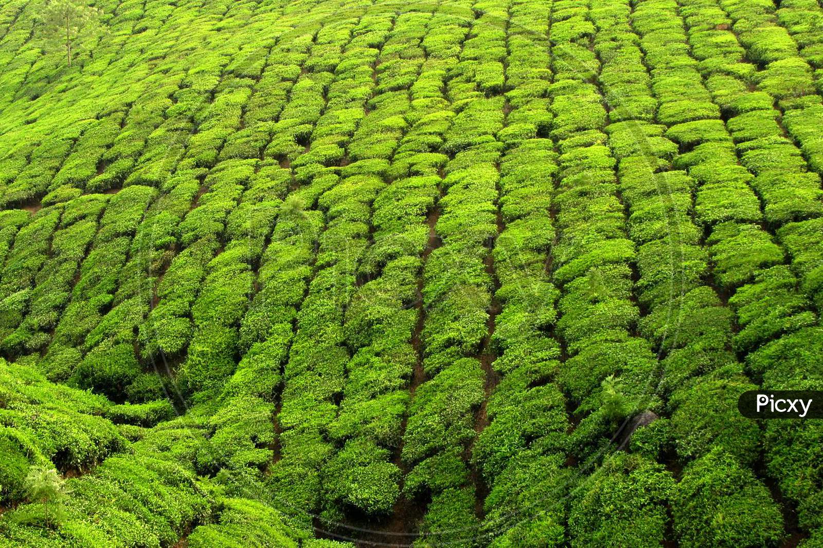 tea plantaion from munnar kerala