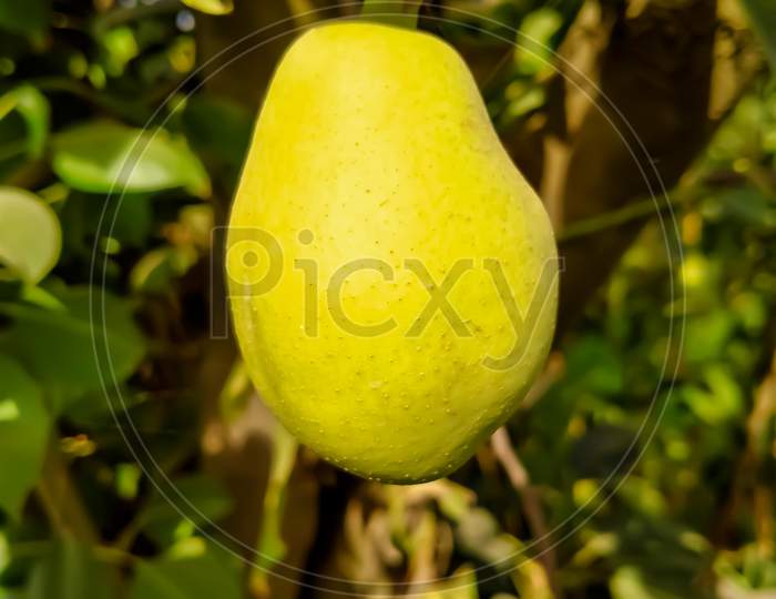 Close up of Pear Hanging on tree.Fresh juicy pears on pear tree branch.Organic pears in natural environment.Crop of pears in summer garden.Beautiful natural pears weigh on a pear tree.Pears.With Selective Focus on the Subject.