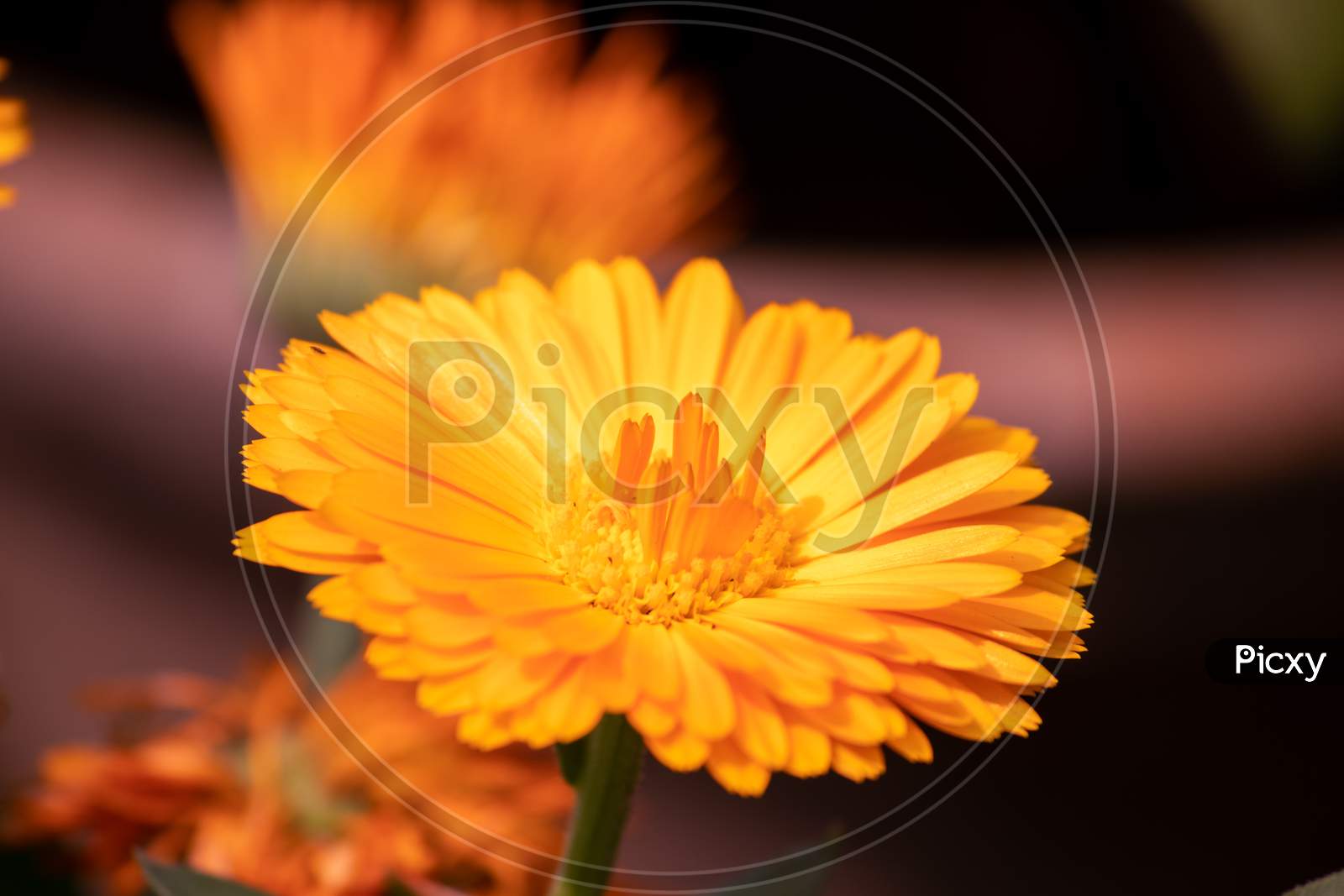 Pot Marigold Flower Or Ruddles Flower, Perfect For Wallpaper