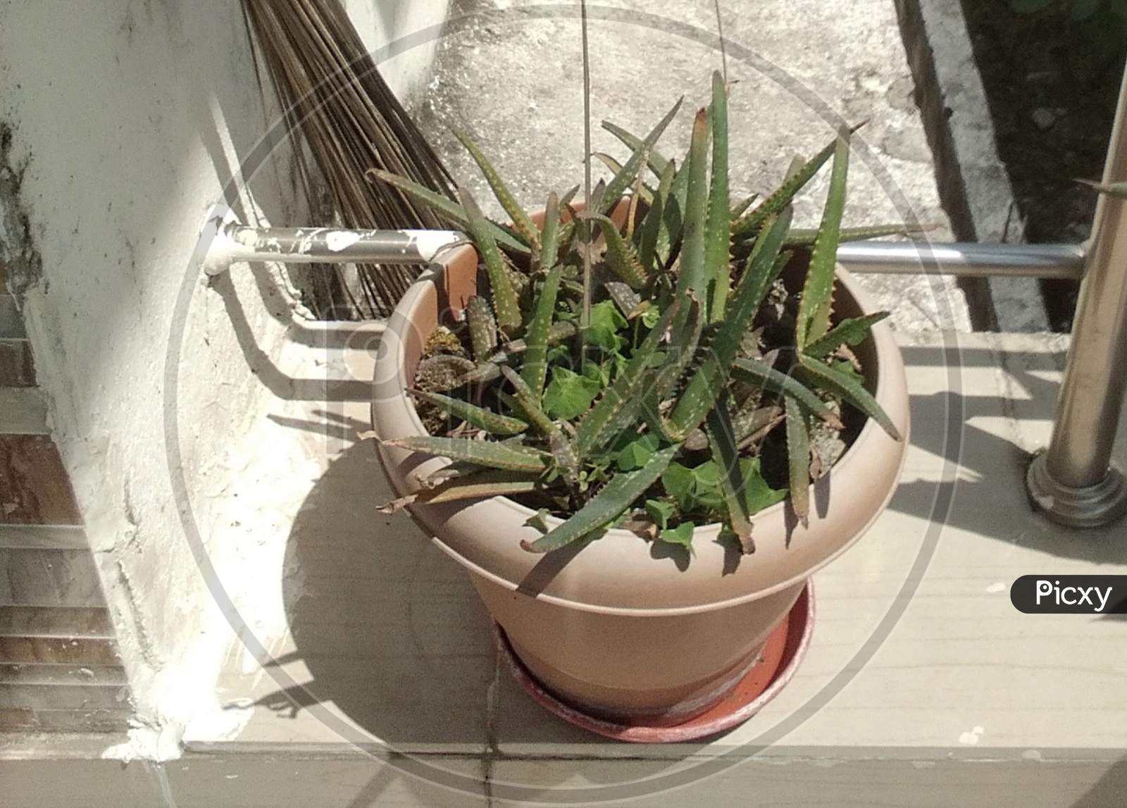 Aloevera Plant