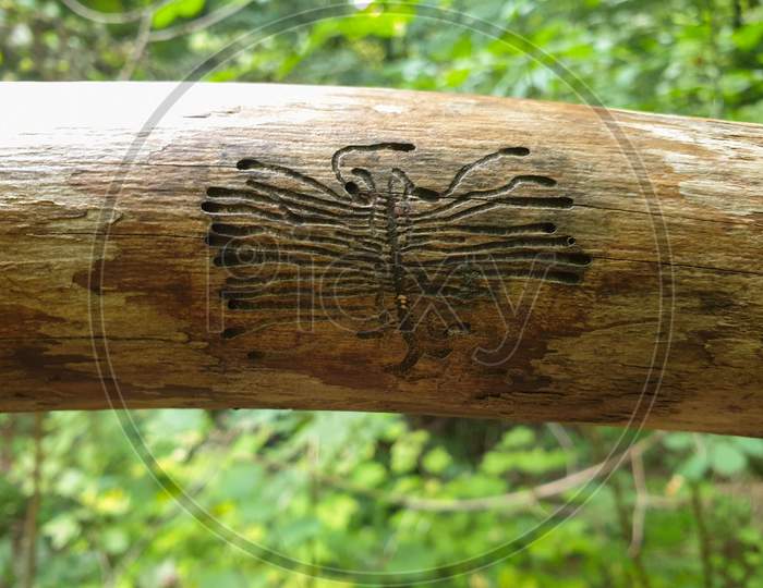 European Spruce Bark Beetle Pupa Marks On Wood