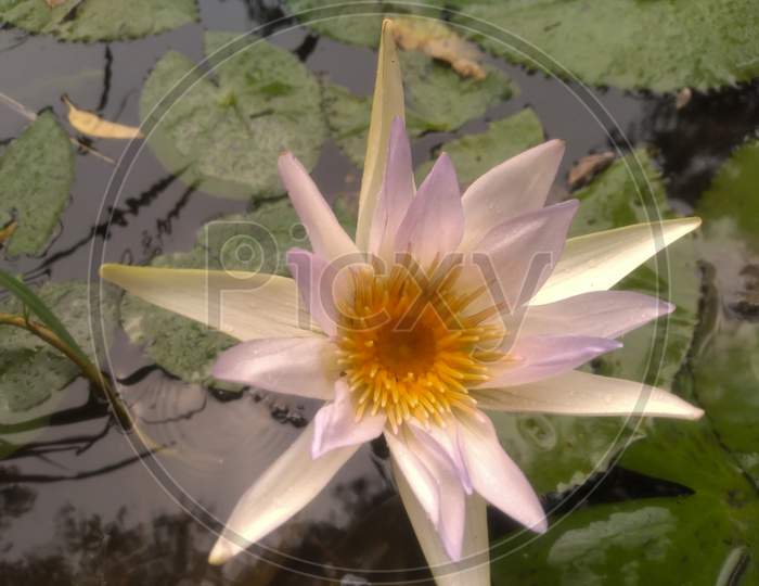Beautiful nymphaea lotus flower image in India.