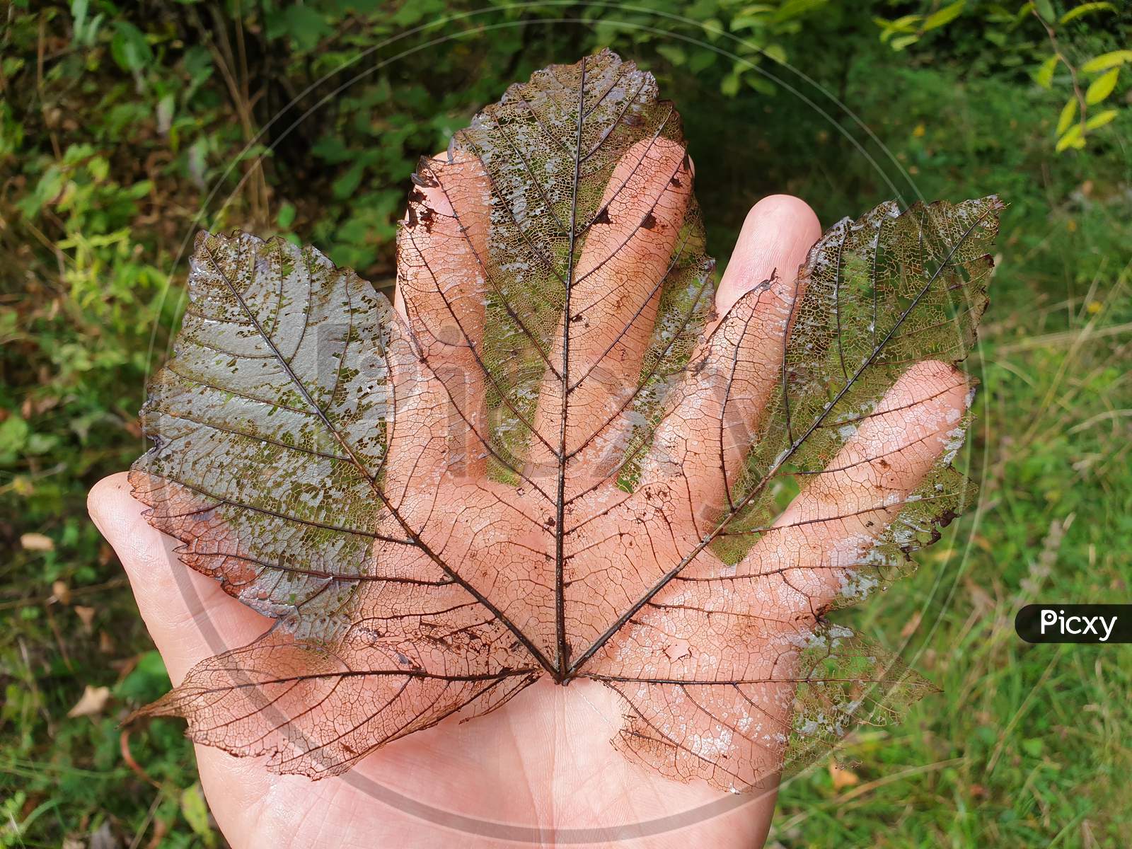 Decomposing Canadian Maple Leaf In Palm Of Hand