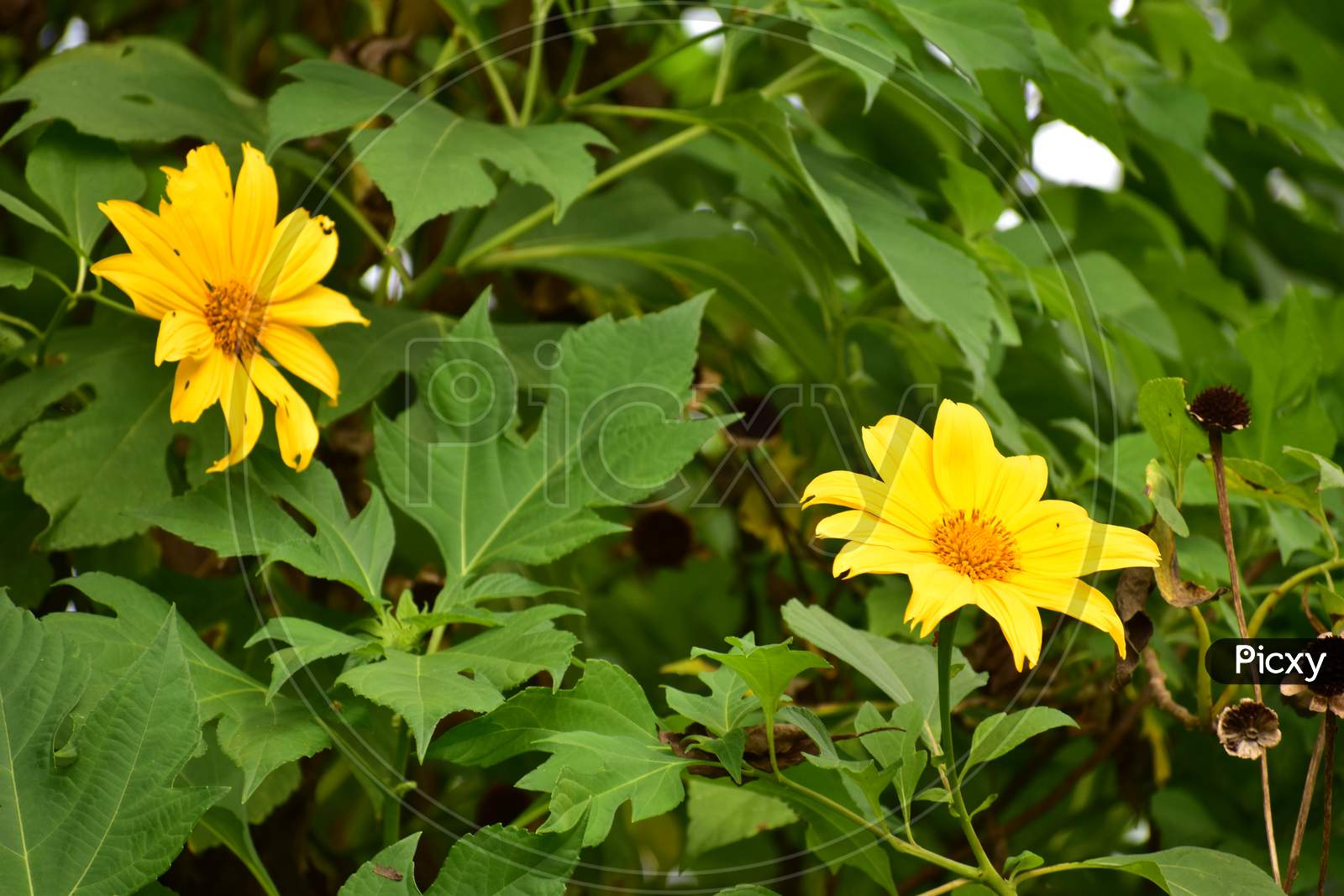 Sunflower Flower .Beautiful Yellow Colored Sunflower With Green Leaves All Around It