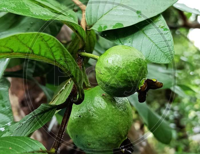 Guavava