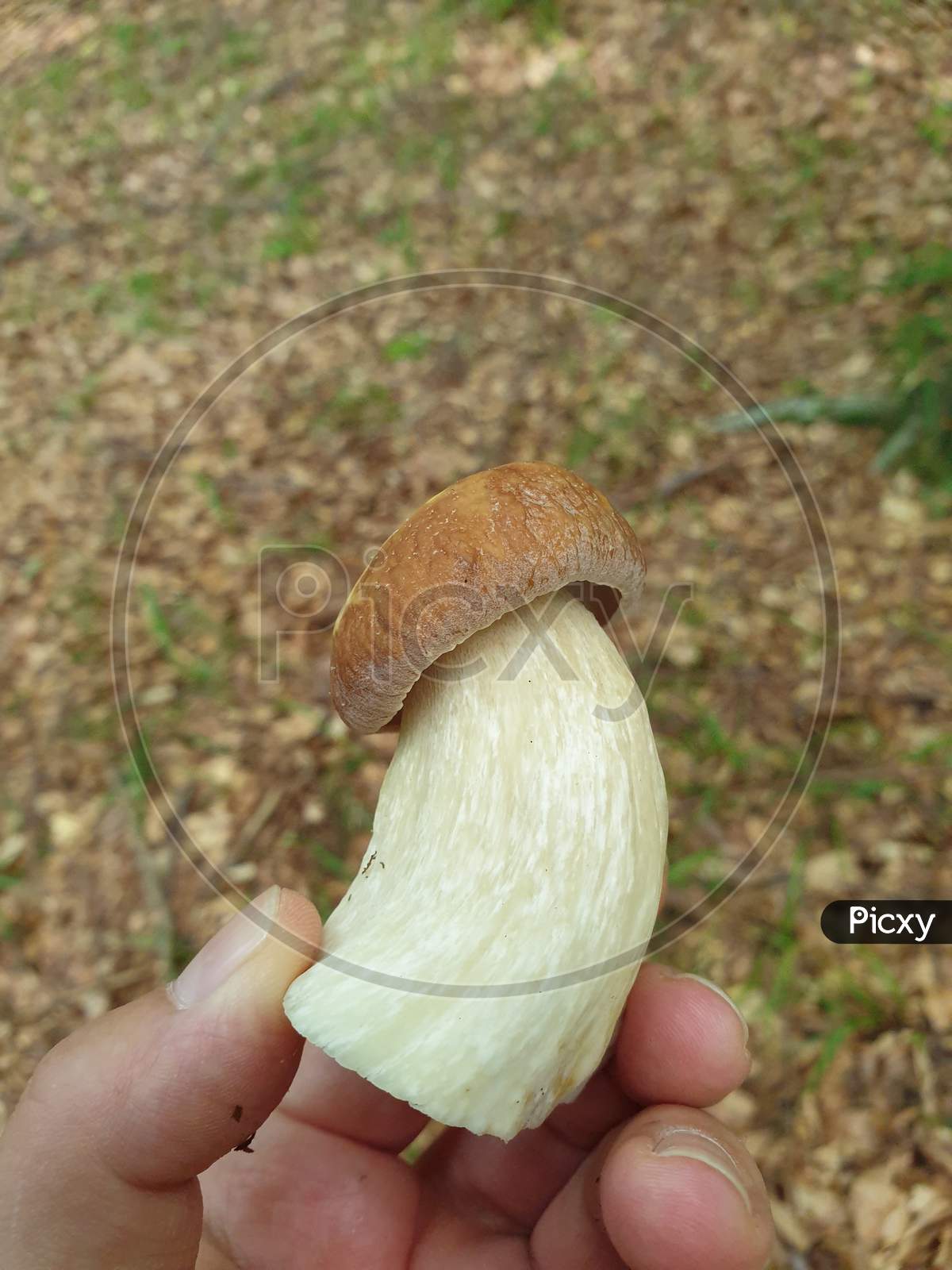 Young Tasty Edible Boletus Mushroom Freshly Cut In Hand
