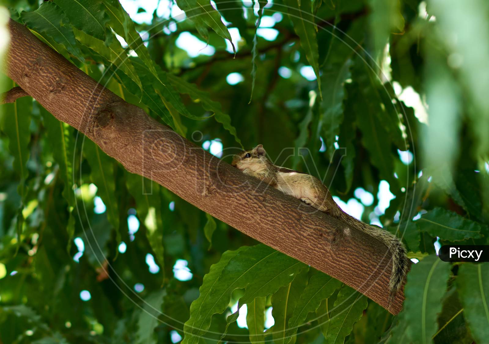 Northern Palm Squirrel (Funambulus Pennantii) Also Called The Five-Striped Palm Squirrel