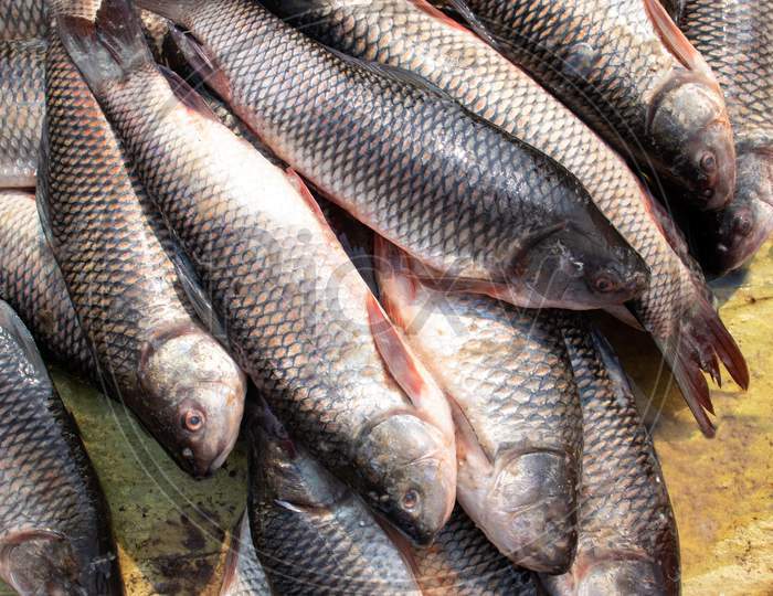 Rohu Fish In An Indian Market For Selling