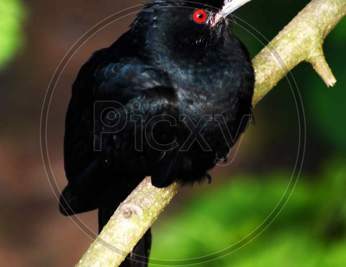 Wildlife Photography of Beautiful Black Indian Cuckoo (Cuculus canorus) Sitting on Branch of Tree at Garden. A asian koel in natural habitat in the forest on blur, bright light environment background.