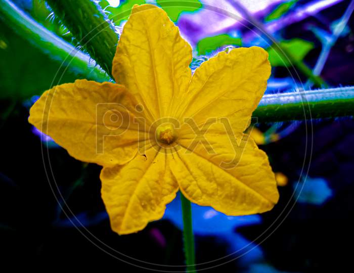 Blooming yellow flower
