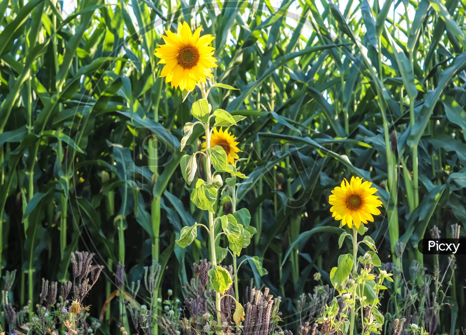 Sunflowers In Front Of A Crop Field By The Roadside Against The Sun