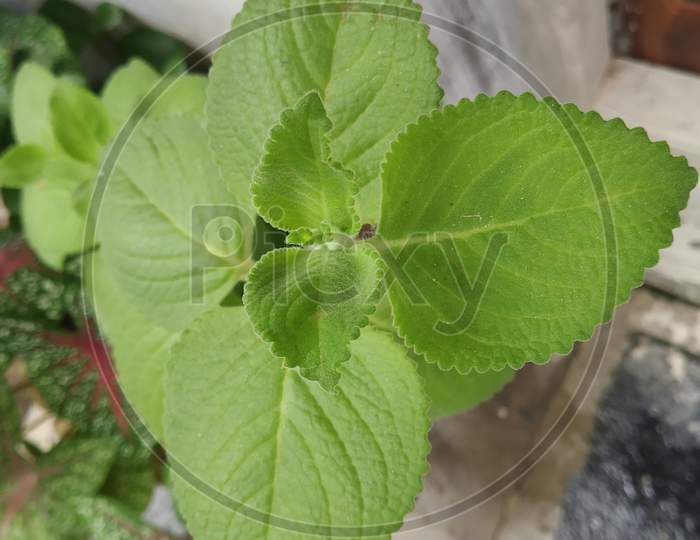 Ajwain ayurvedic plant