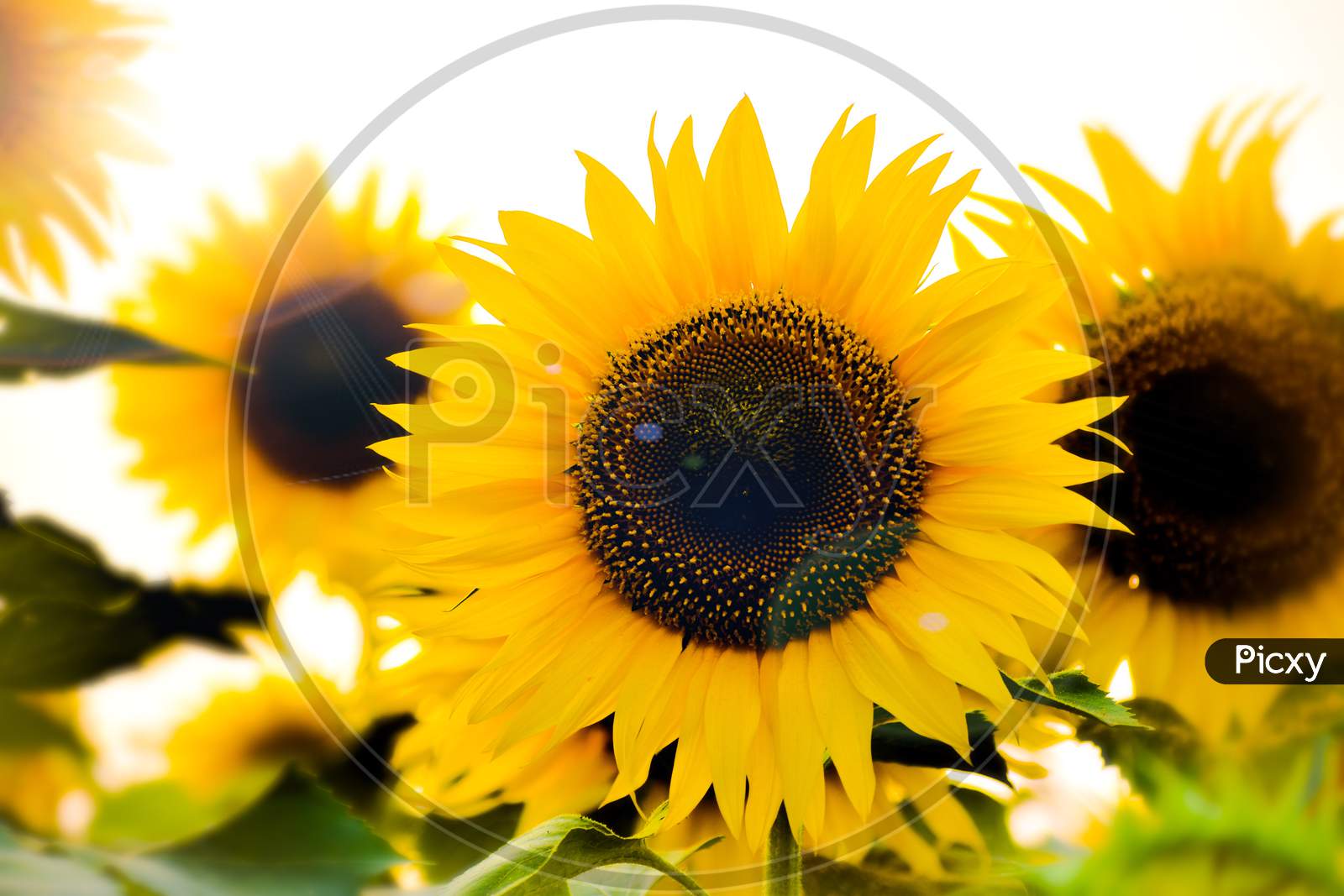 A beautiful blossoming sunflower with sunlight
