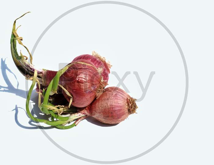 Sprouting Onion Isolated On White Background With Copy Space For Texts Writing