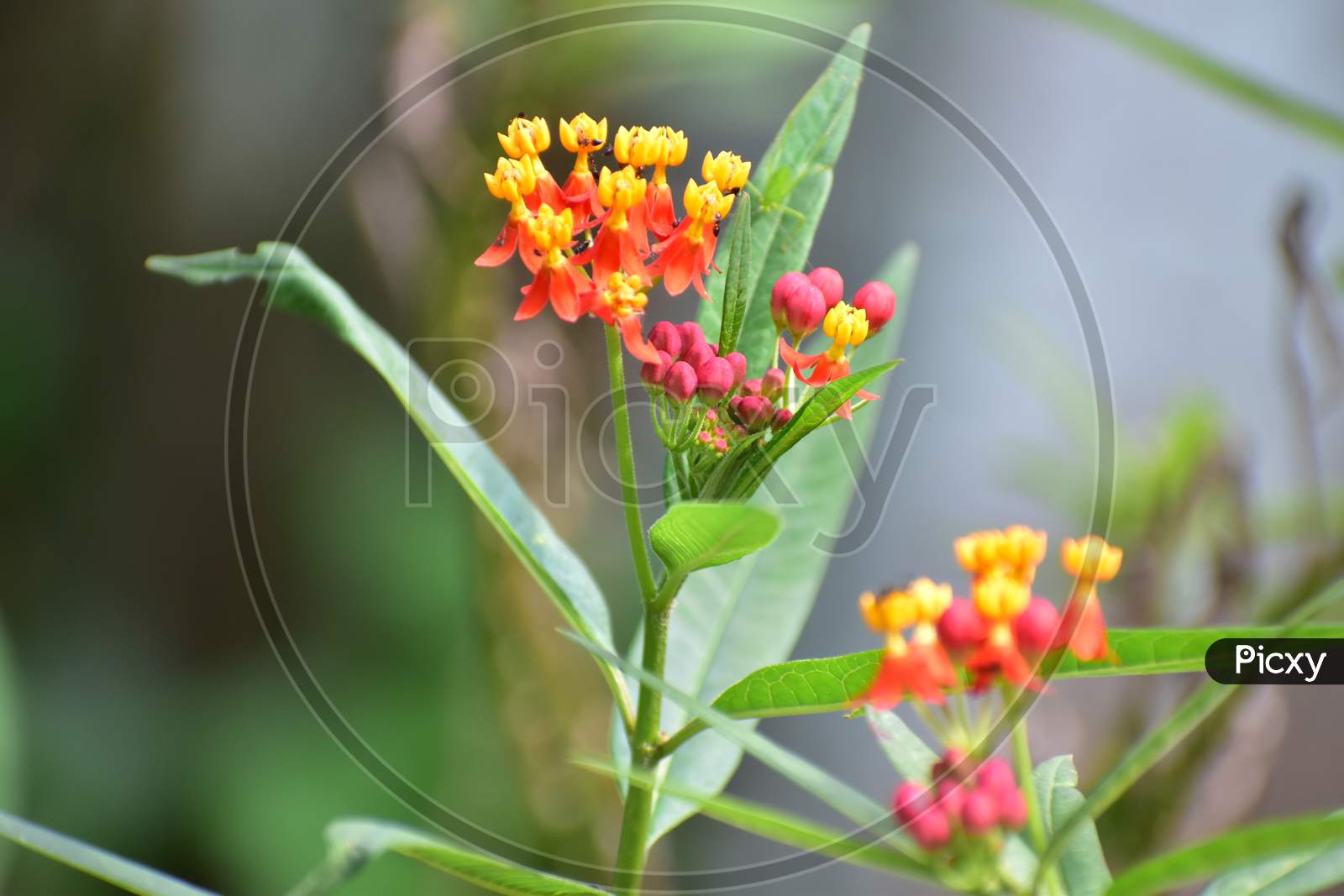 Mexican Butterfly Weed Flowering Plants With Colorful Flowers In Red And Yellow Colors . Small Ants Have Sat On The Flower