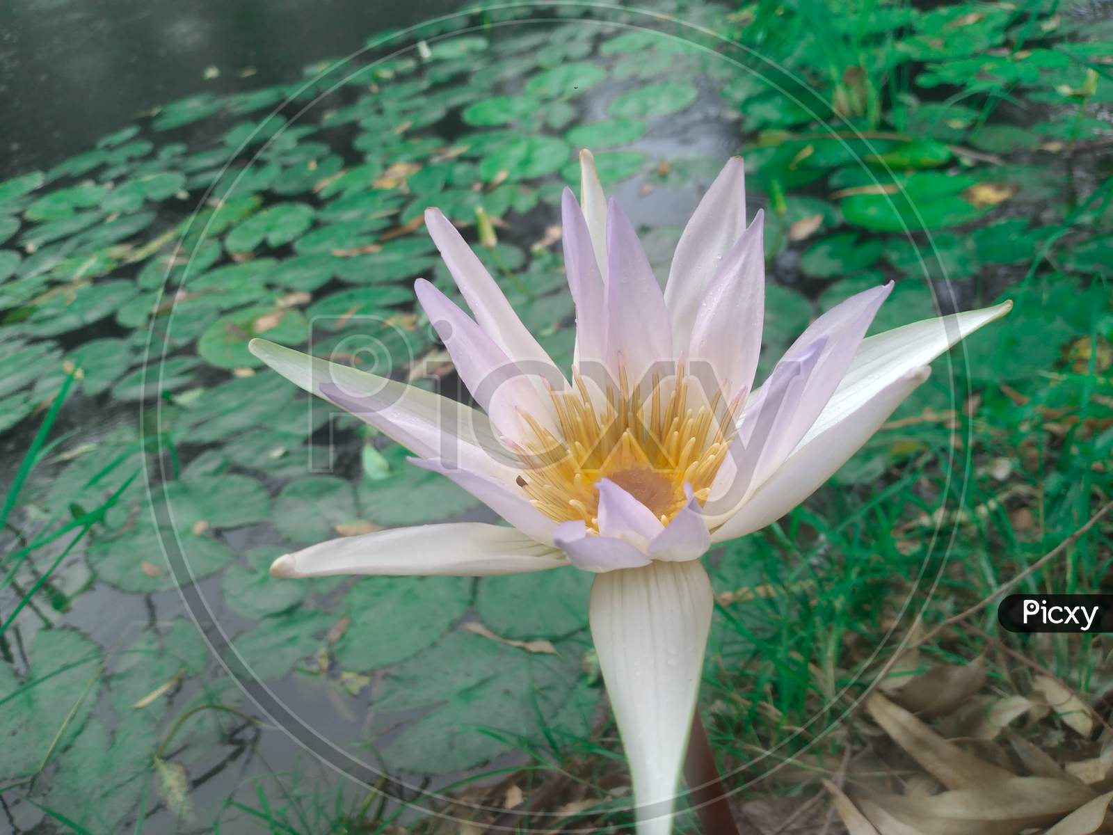 Nymphaea lotus, Egyptian white water-lily blooming at pond during summer, Selective focus.