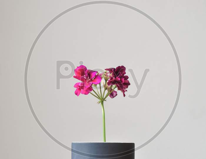 Flower in a vase on the table