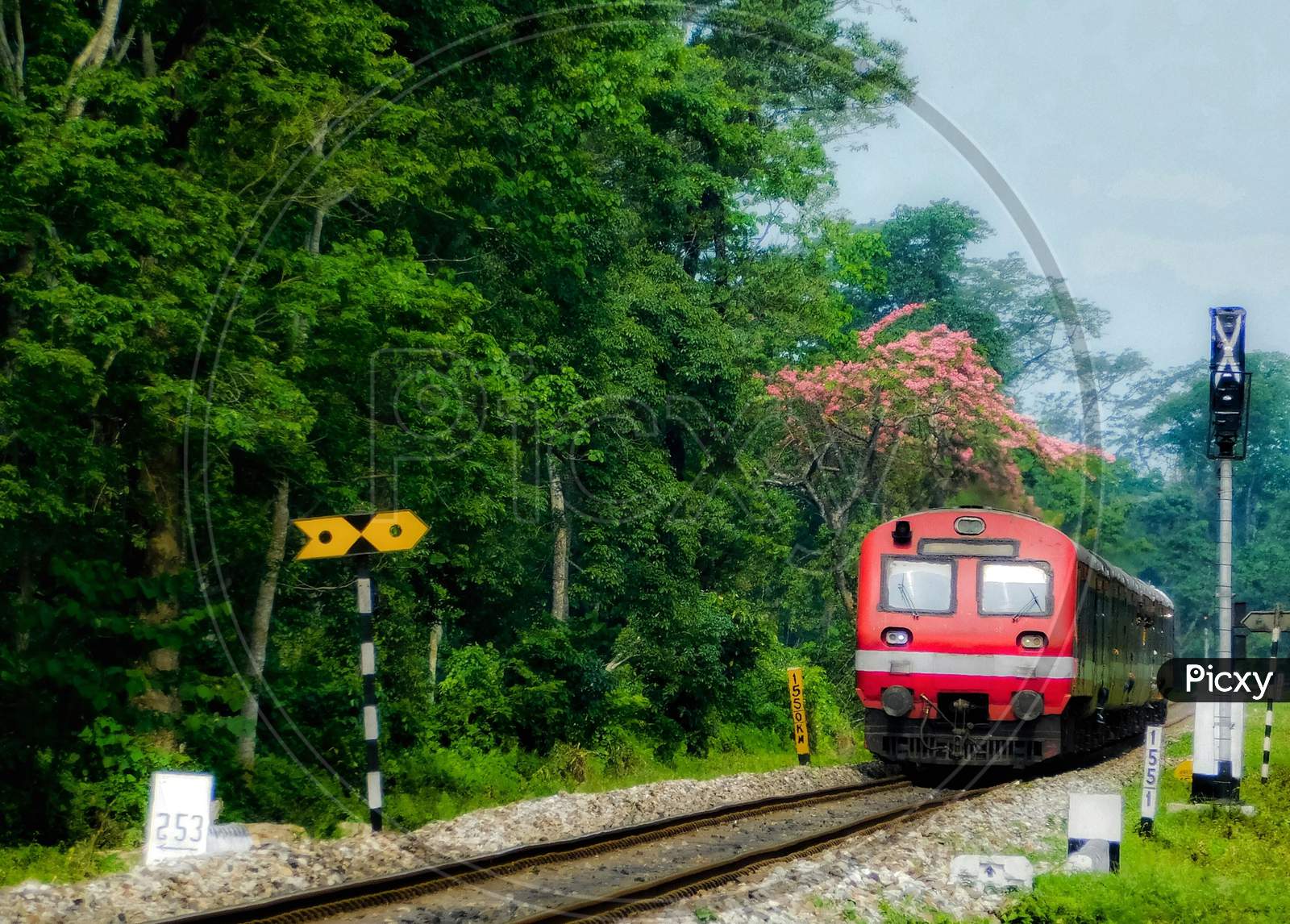 Running train in between the green woods .