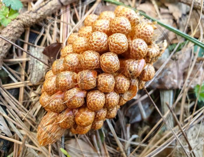 Close up shot of Pinus roxburghii male cone which has fallen in the jungle of North India
