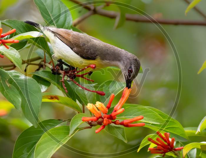 Female Purple-Rumped Sunbird Feeding On Nectar